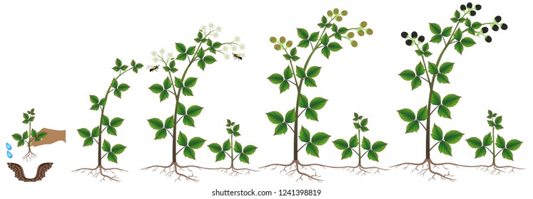 Blackberry plant growth cycle on a white background.