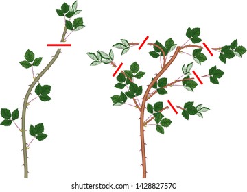 Blackberry plant pruning scheme for floricane and primocane isolated on white background