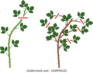 Blackberry plant pruning scheme for floricane and primocane isolated on white background