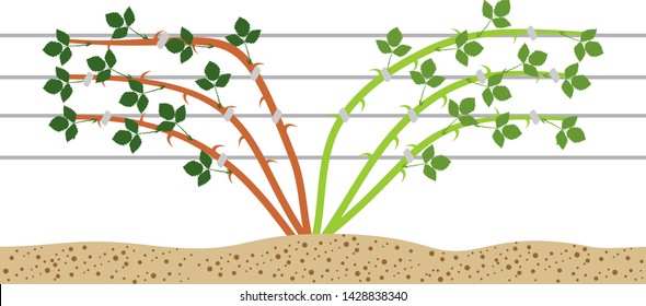 Blackberry plant trellis plan isolated on white background