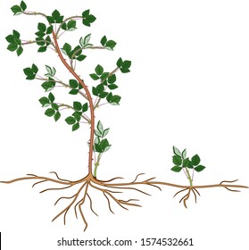 Blackberry plant vegetative reproduction scheme. Floricane with daughter plant isolated on white background