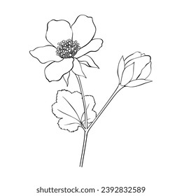 Blackberry, raspberry and cloudberry flowers. Berry blossoms, small bud.