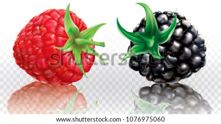 Blackberry and Raspberry on a white transparent background