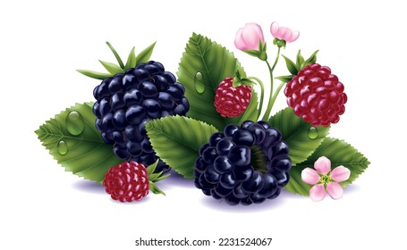 Blackberry realistic composition with ripe and underripe berries flowers and leaves vector illustration