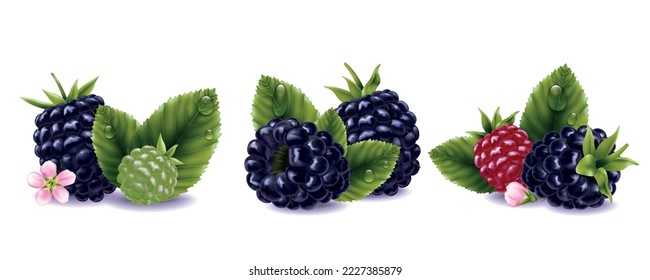 Composiciones realistas de Blackberry montadas con flores y hojas de bayas frescas con gotas de agua aisladas en fondo blanco ilustración vectorial