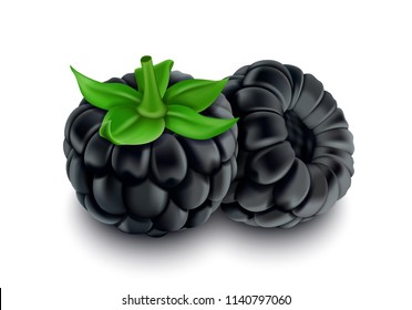 Blackberry, Realistic Fresh Sweet Fruit, Isolated on White Background, Hand Drawn Vector 3D Illustration