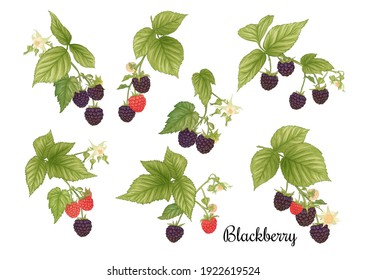 Blackberry. Ripe berries on branch. Clip art, set of elements for design Graphic drawing, engraving style. Vector illustration..