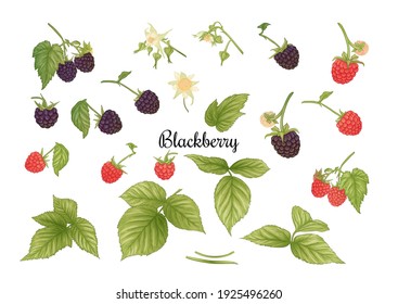 Blackberry. Ripe berries on branch. Clip art, set of elements for design Graphic drawing, engraving style. Vector illustration..