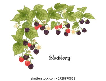 Blackberry. Ripe berries on branch. Clip art, set of elements for design Graphic drawing, engraving style. Vector illustration..