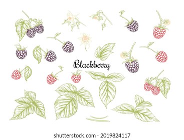 Blackberry Art Imagenes Fotos De Stock Y Vectores Shutterstock