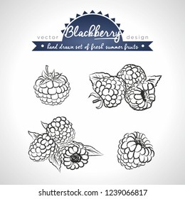 Blackberry. Set of fresh fruits, whole, half and bitten with leaf. Vector illustration. Isolated on white background