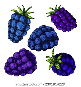 blackberry set hand drawn. raw ripe, dessert fresh, group healthy blackberry vector sketch. isolated color illustration
