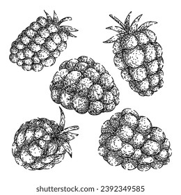 blackberry set hand drawn. raw ripe, dessert fresh, group healthy blackberry vector sketch. isolated color illustration
