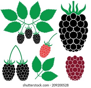 Blackberry set. Isolated blackberry on white background