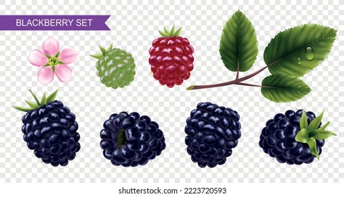 Blackberry set of ripe and unripe berries flower green leaves on transparent background realistic vector illustration