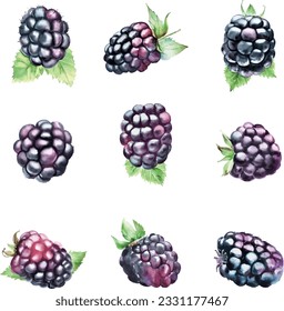 blackberry set. Watercolor hand drawn illustration isolated on white background