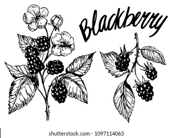 Blackberry Sketch. Hand Drawn Illustration Converted To Vector