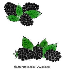 Blackberry sketch,color pattern, Vector illustration