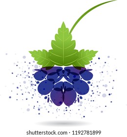 Blackberry splash vector isolated on white background