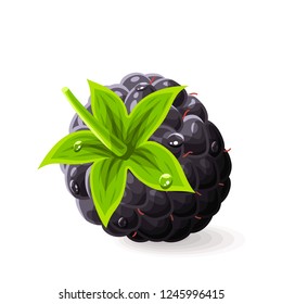 Blackberry with a stem and drops of water on white. Vector illustration. No gradients
