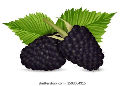 Blackberry. Sweet summer berrys with leaves. Vector illustration isolated on white background.