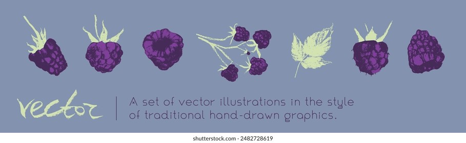 Blackberry symbols, black berry icons. Vector colorful mulberry and blackberries drawing. Black raspberries illustration for logo and emblem design. Floral sketches. Hand drawn botanical signs.