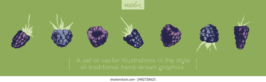 Blackberry symbols, black berry icons. Vector colorful mulberry and blackberries drawing. Black raspberries illustration for logo and emblem design. Floral sketches. Hand drawn botanical signs.