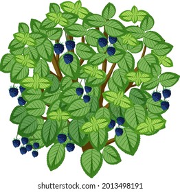 Blackberry tree in cartoon style isolated on white background illustration