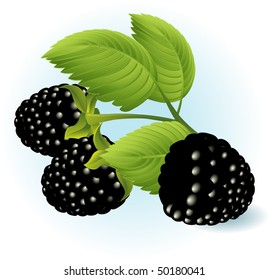 Blackberry. Vector.