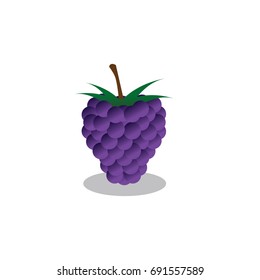 Blackberry vector icon color