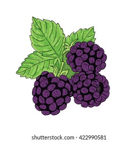 blackberry, vector illustration
