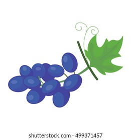 Blackberry vector illustration.