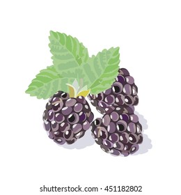 Blackberry Vector isolated 