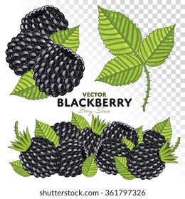 Blackberry vector isolated on white background