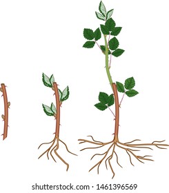 Blackberry vegetative reproduction scheme. Growth stages from propagule (stem cutting) to first year cane (primocane) of blackberry plant