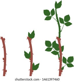 Blackberry vegetative reproduction scheme. Growth stages from propagule (stem cutting) to first year cane (primocane) of blackberry plant