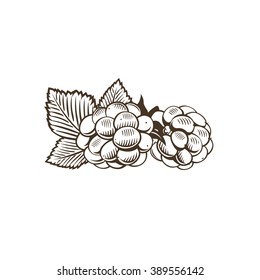 Blackberry in vintage style. Line art vector illustration