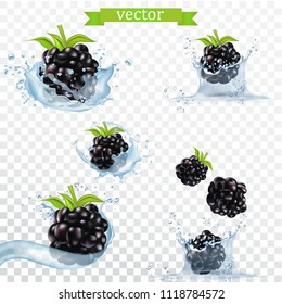 Blackberry with water splash. Set - vector stock.