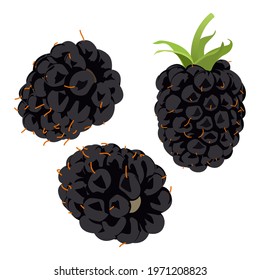 Blackberry with whole and slice of raspberry with green tail isolated on white background, vector illustration.