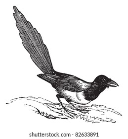 Black-billed Magpie (Pica hudsonia), vintage engraved illustration. Trousset encyclopedia (1886 - 1891).