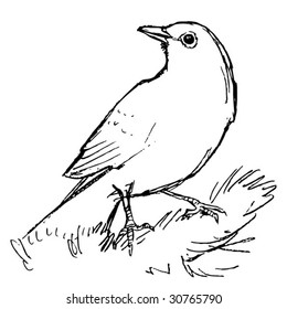 blackbird