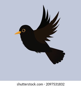 Blackbird flying. Cut out on a light blue background. It is a male bird.
