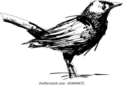 Blackbird hand drawn, black and white