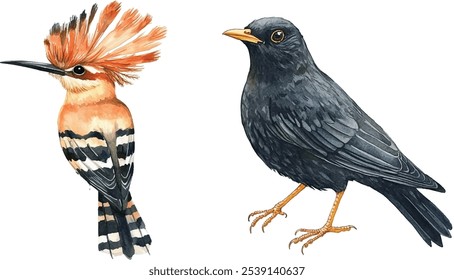 Blackbird and hoopoe watercolor illustration. Realistic turdus merula and upupa epops birds on white background.