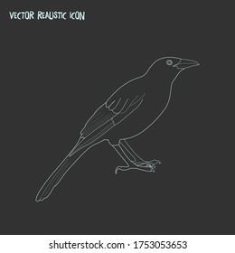 Blackbird icon line element. Vector illustration of blackbird icon line isolated on clean background for your web mobile app logo design.