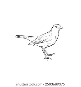 Blackbird illustration in black and white line art. A side profile bird vector. Hand drawn.