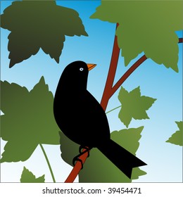 blackbird on branch