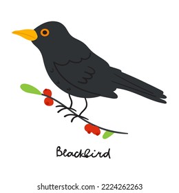 Blackbird on branch. Vector hand drawn illustration. 