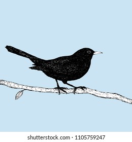 Blackbird pen drawing