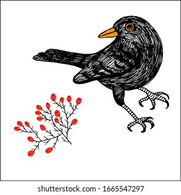 Blackbird red berry vector sketch